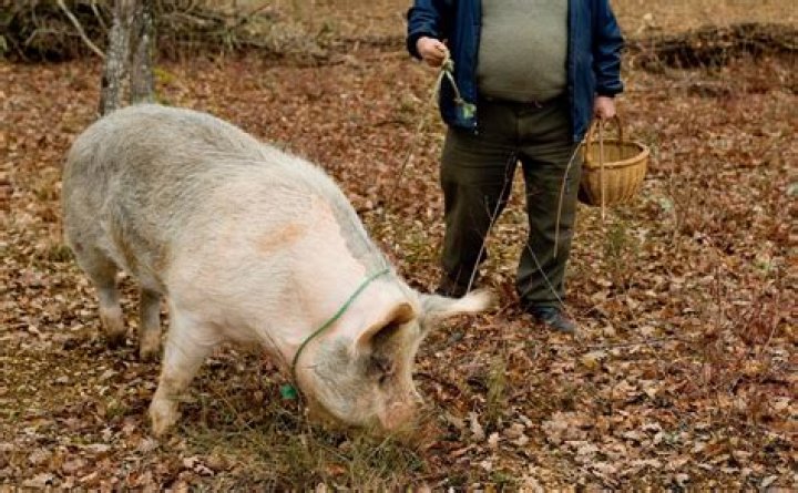 Do pigs find truffles while you're not in the farm?