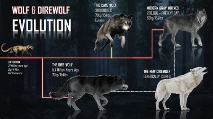 How can I transport a wolf over water.