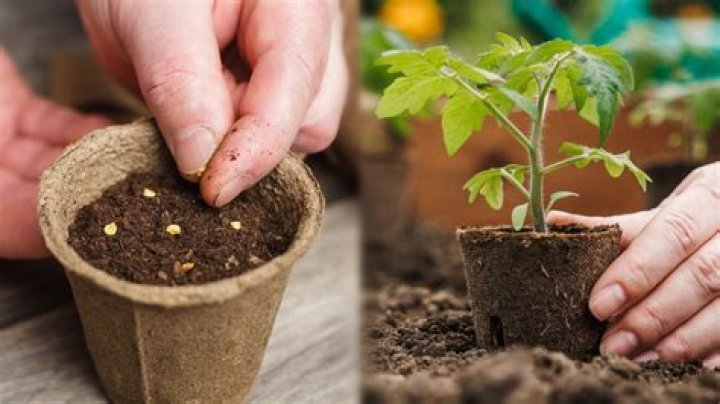 How to plant seeds in clay pots?