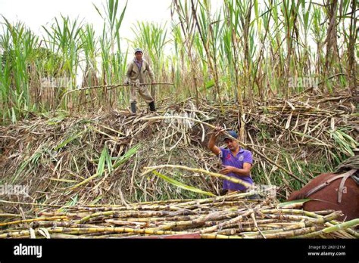 Spawning Sugar Cane