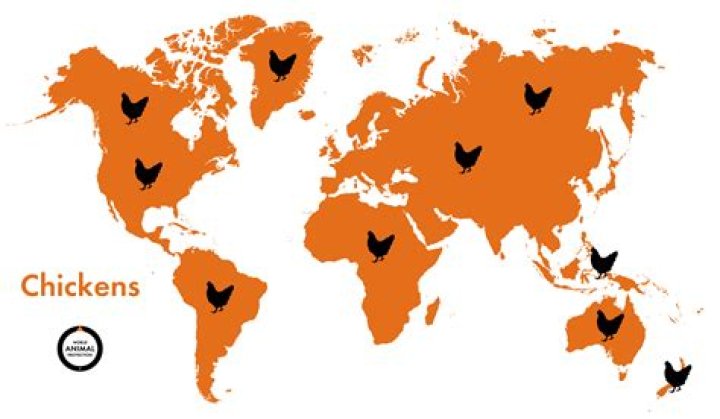 Where do I find Chickens?
